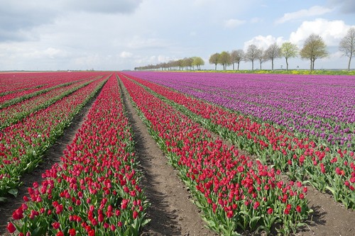 Tulpenfelder entdecken beim Urlaub in Flevoland