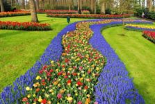 6 Tipps für Tulpenferien in Holland
