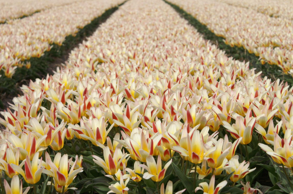 Der Blumenkorso führt an den herrlichen Tulpenfeldern entlang