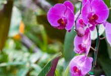 Dschungelpark De Orchideen Hoeve