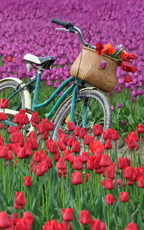 Mit den Knotenpunkten durch die Blumenfelder